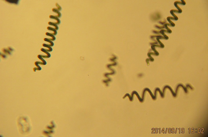 顕微鏡で見たスピルリナの画像